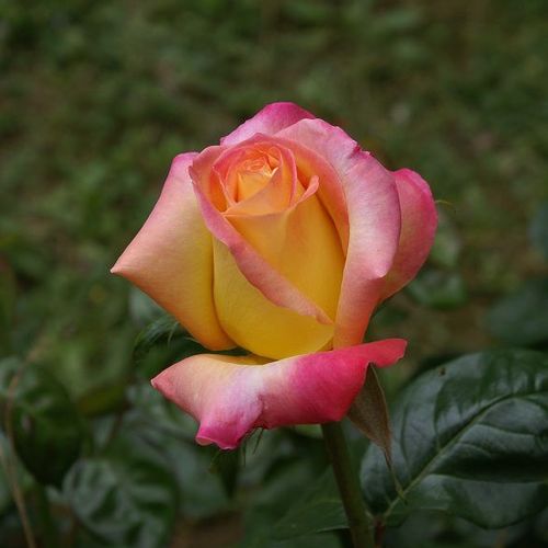 Rosa Pullman Orient Express ® - sárga - rózsaszín - teahibrid rózsa